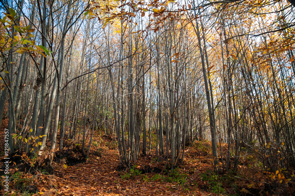 Fototapeta premium The volcano Etna woods in autumn