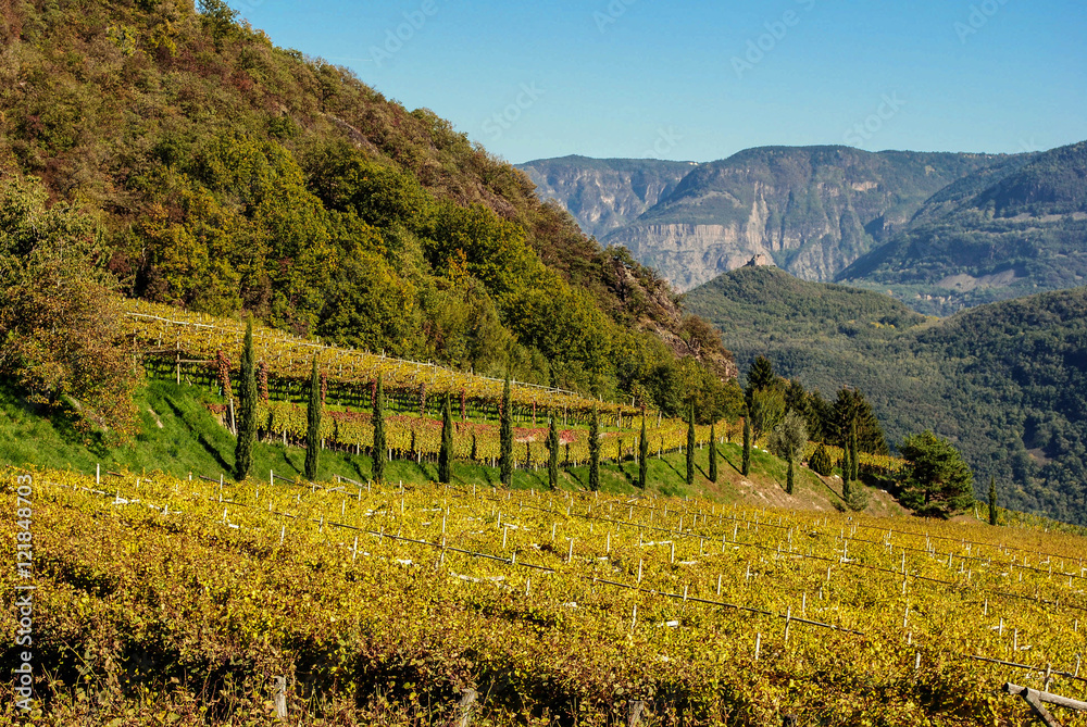 Goldener Herbst im Weinberg von Südtirol