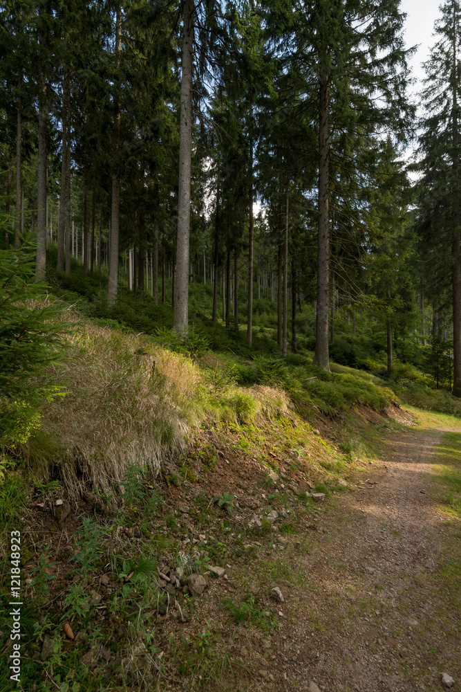 Thüringer Wald