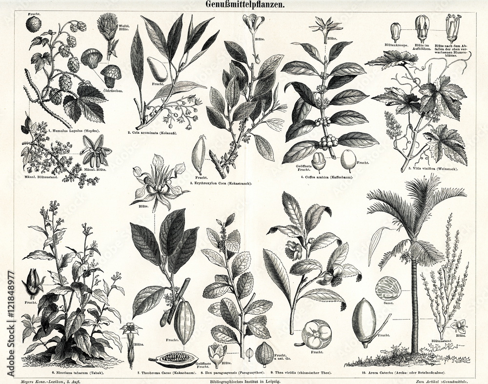 Plants, producing luxury or stimulant goods (from Meyers Lexikon, 1895, 7/338/339)