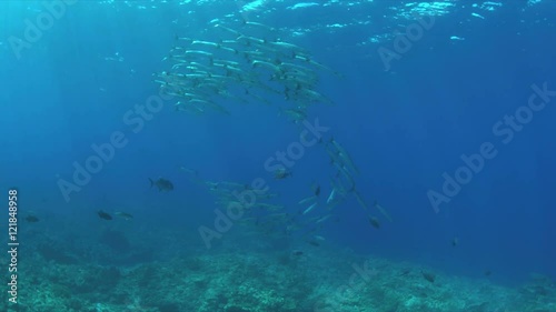 Wallpaper Mural Coral reef with a school of Barracudas and Trevallies. Light reflections, sunrays 4k footage Torontodigital.ca