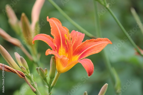 Orange day lily  Hemerocallis  beside an old country road. Day lilies are rugged  adaptable  vigorous perennials and comes in a variety of colors 