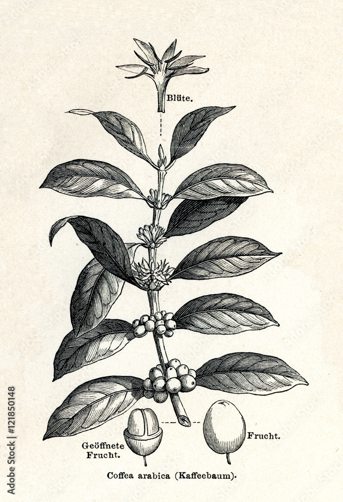 Coffee shrub of Arabia (Coffea arabica) (from Meyers Lexikon, 1895, 7/338/339)