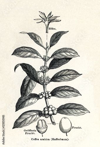 Obraz na płótnie Coffee shrub of Arabia (Coffea arabica) (from Meyers Lexikon, 1895, 7/338/339) w salonie