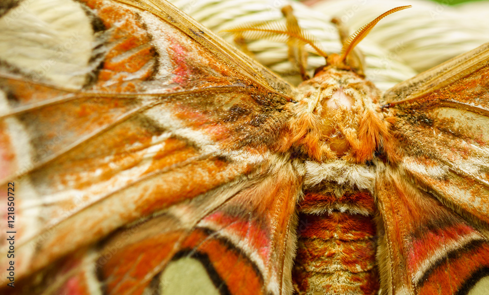 Obraz premium Nahaufnahme Schmetterling