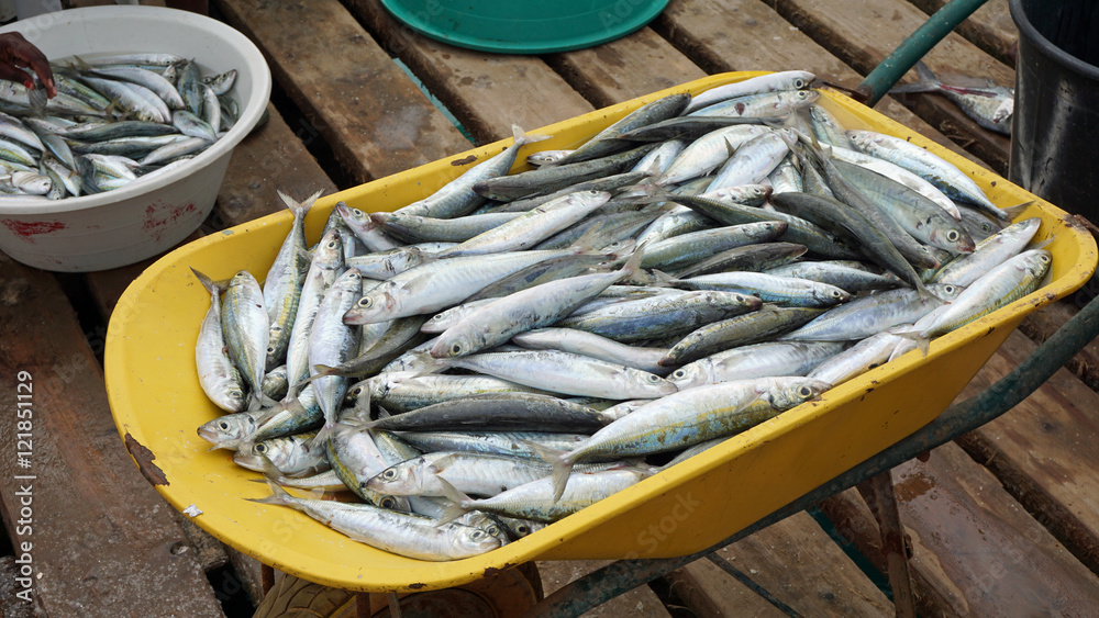 fresh fish fresh fish