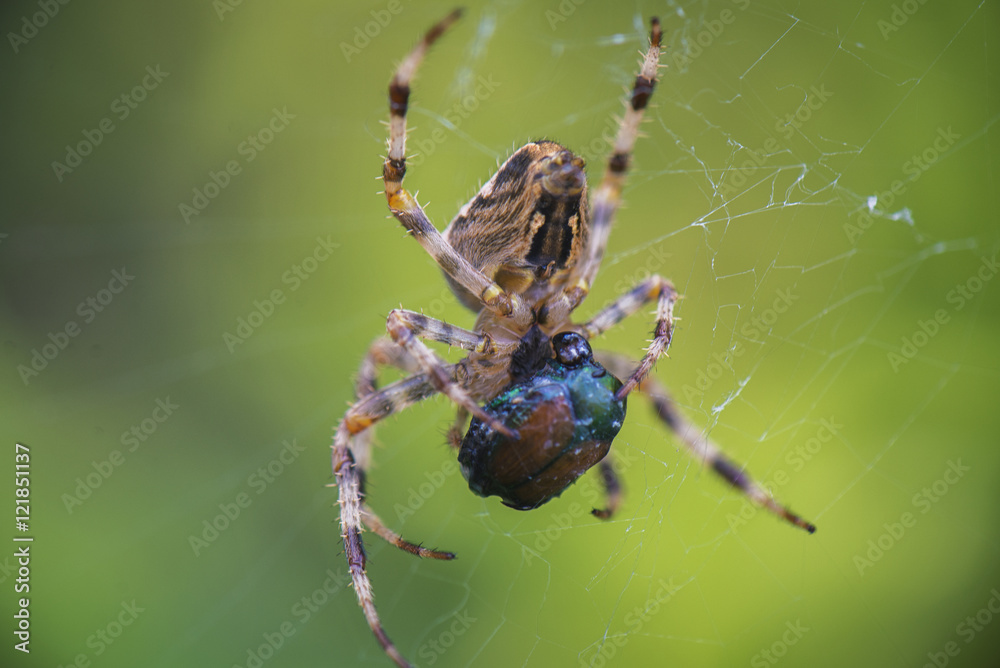 Cross Orbweaver spider macro feeding Cross Orbweaver spider macro feeding
