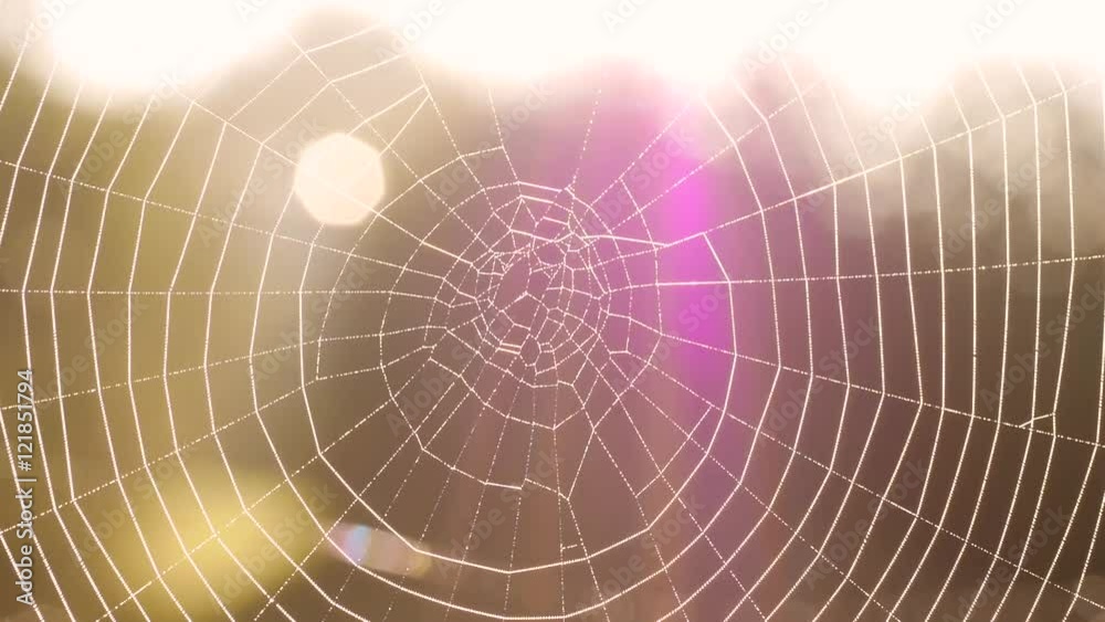 Spinnennetz mit Morgentau Spinnennetz mit Morgentau