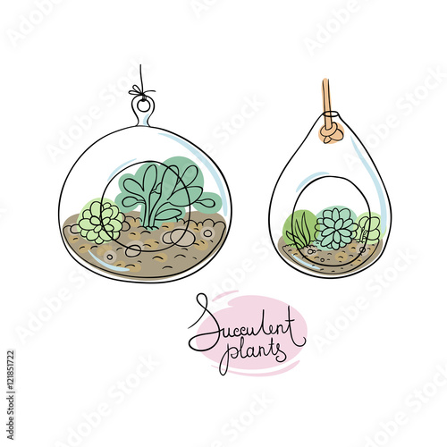Vector glass terrariums with succulents set.