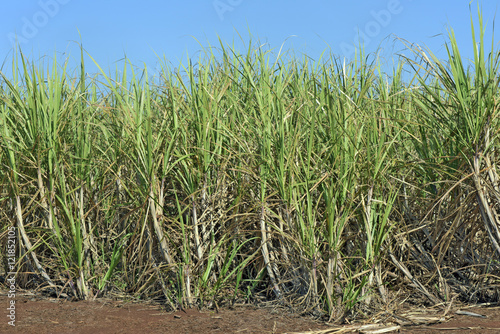 Sugarcane plantation