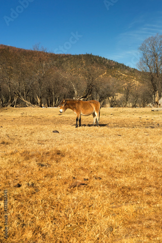 Horse grazing on pasture in Pudacuo National Park located at Shangri-La  Zhongdian   Yunnan  China.