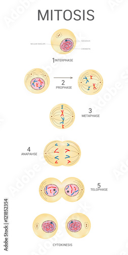 Cuadro en lienzo mitosis