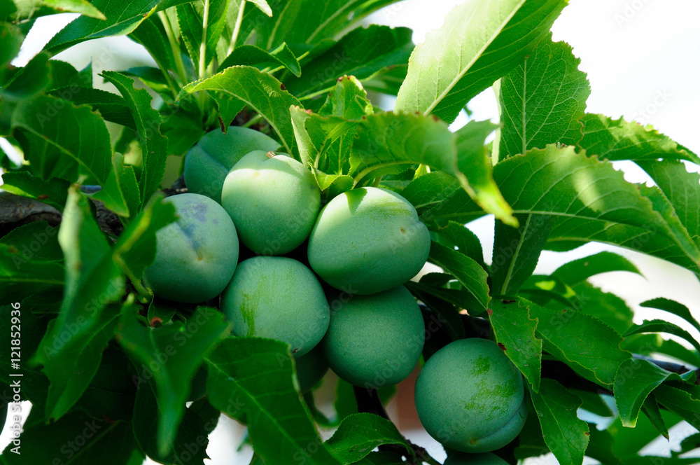 Fototapeta premium green plum on branch 