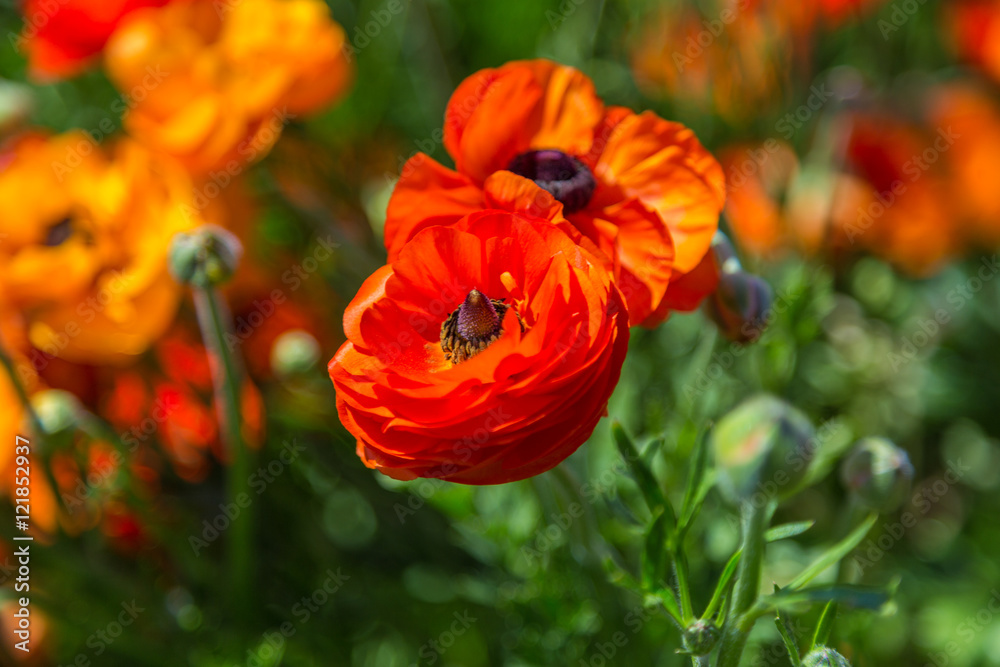 Obraz premium orange flower