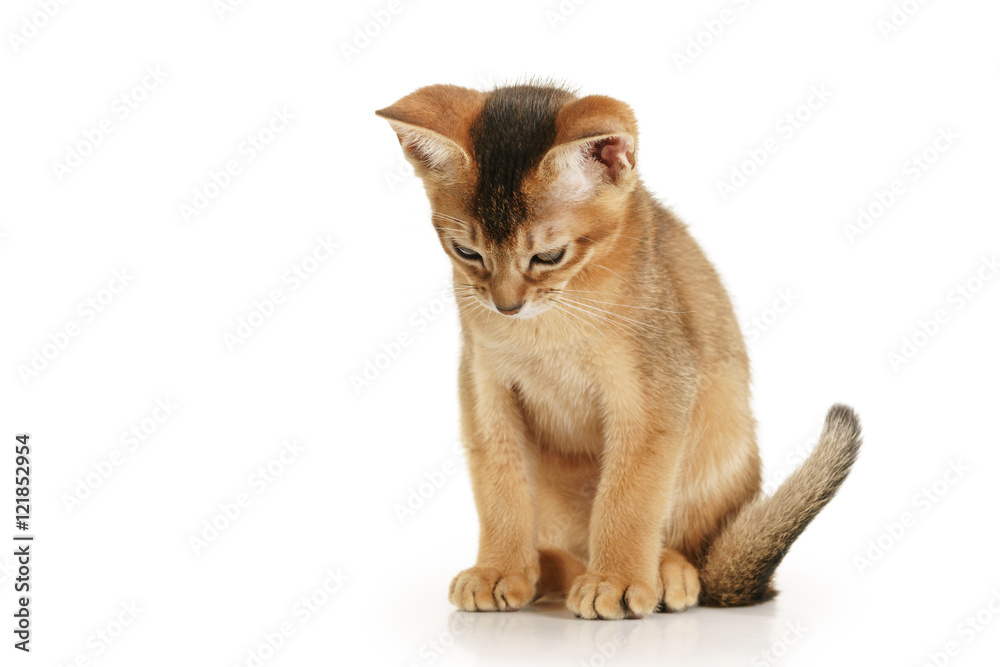 wild color abyssinian kitten 3 month sitting on white background looking down