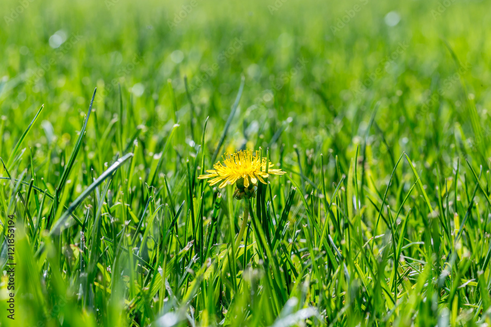 flower flower