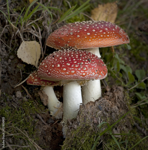 Amanita in autumn forest, poisonous mushrooms.