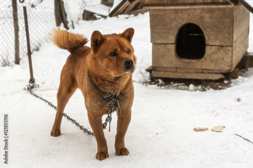 Guard dog on a chain in the winter in the village.