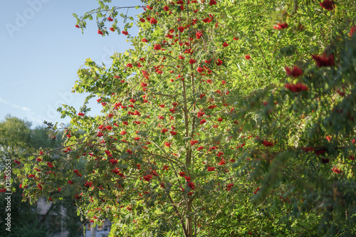 ashberry on rowan tree in a sunny autumn day