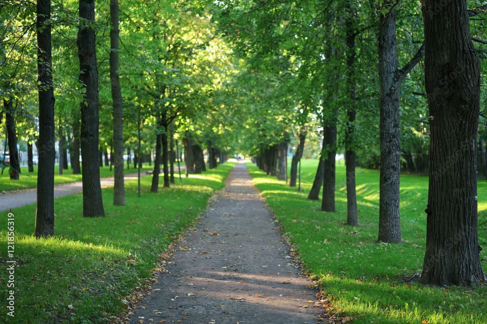 linden alley in town in early autumn with beautiful bokeh