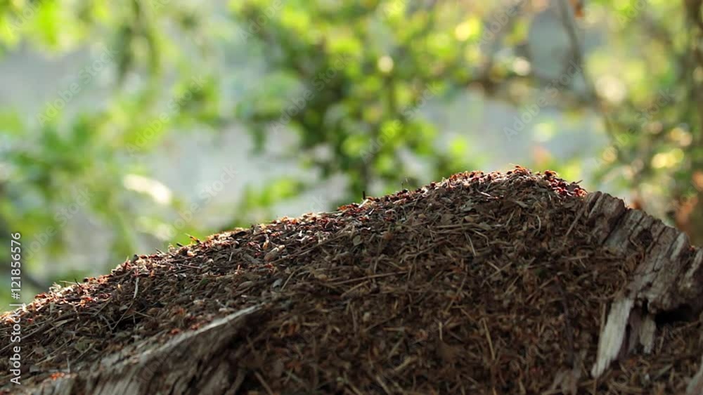 Hormiguero de hormigas rojas en tronco de Roble con luz del atardecer 