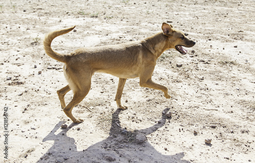 Field hound dog, nature and animals