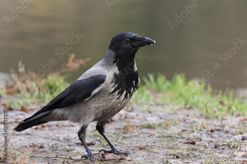 Hooded Сrow (Corvus cornix)