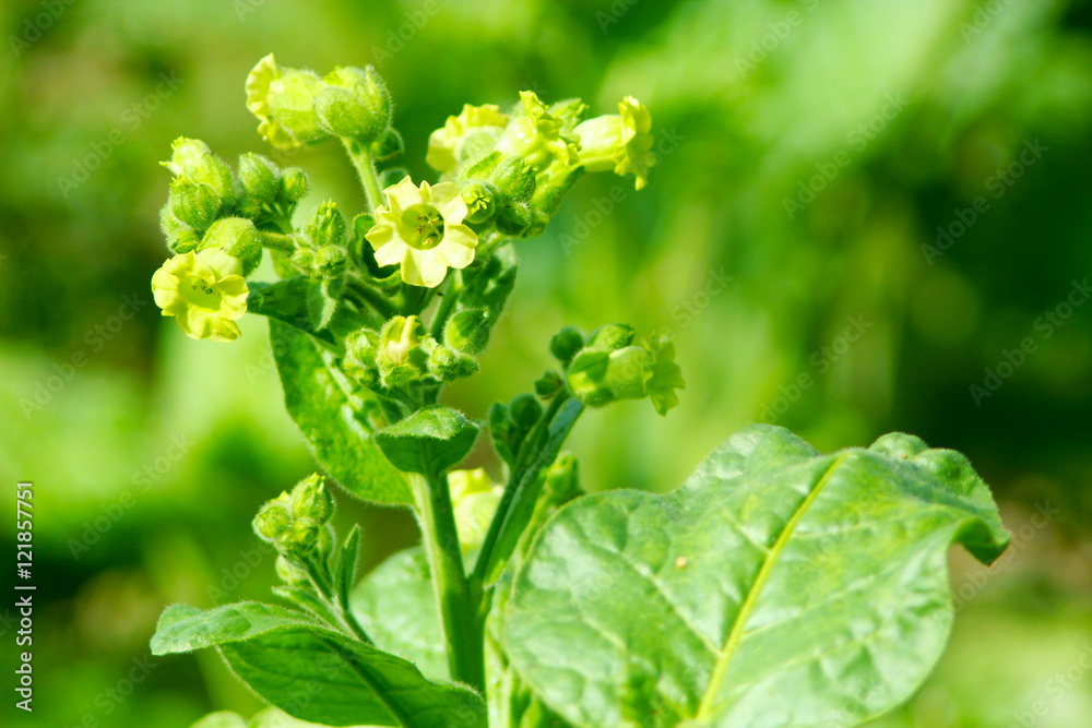 blossoming flowers of tobacco blossoming flowers of tobacco