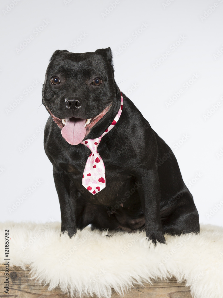 Staffordshire dog portrait. The dog is wearing a pink tie. Image taken in a studio.