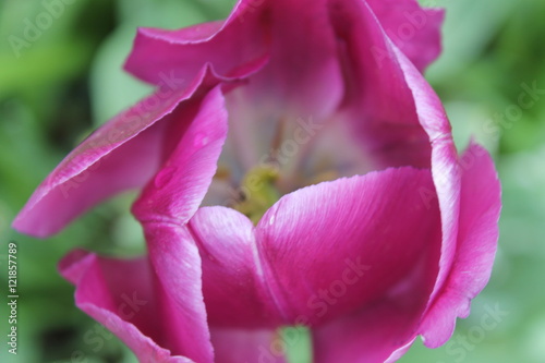 Tulip Secrets
