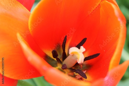 Inside a Tulip