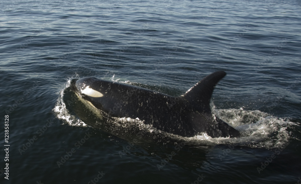 Naklejka premium Puget Sound Orca 2