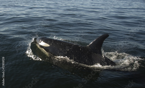 Puget Sound Orca 2