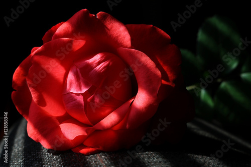 Natural red rose background © gojalia