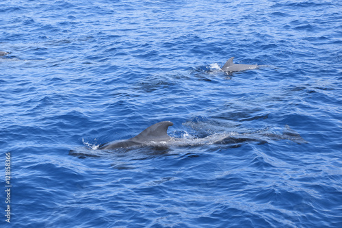 Wale Grindwale Pilotwale Zahnwale Delfine © Max40547