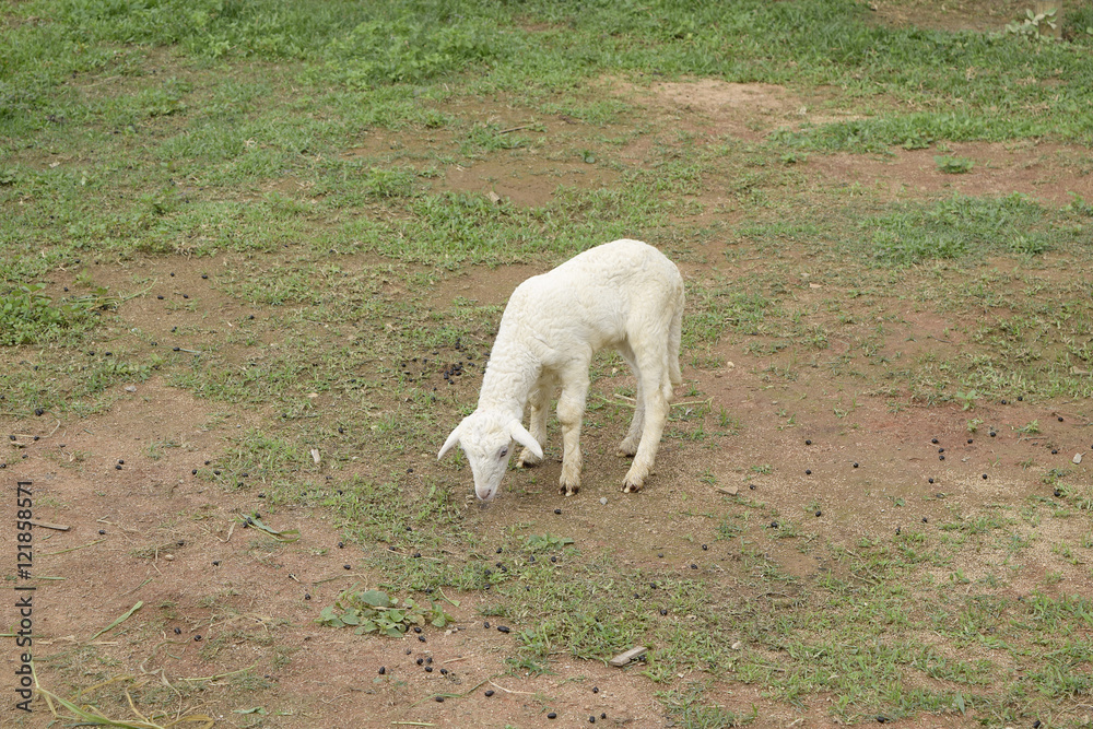 Fototapeta premium Lamb in stable