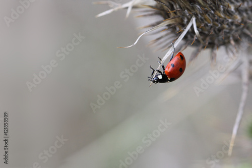 Ladybug on the edge of the abyss