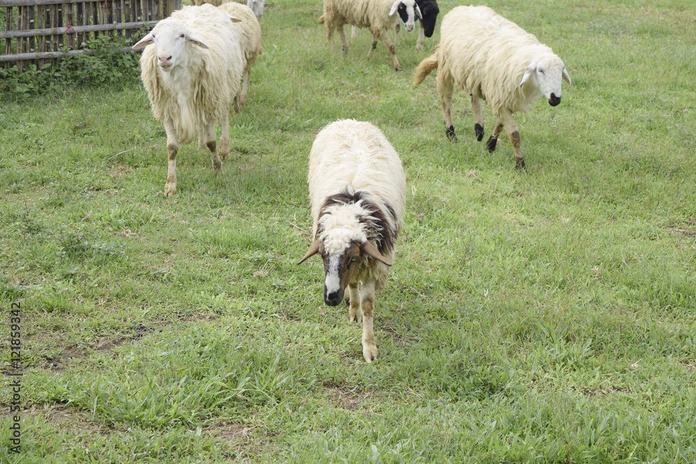 Obraz premium Sheep in stable