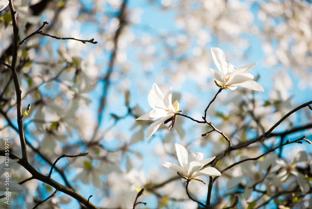 Charming white flowers of magnolia tree. Spring in Lviv, Ukraine Charming white flowers of magnolia tree. Spring in Lviv, Ukraine