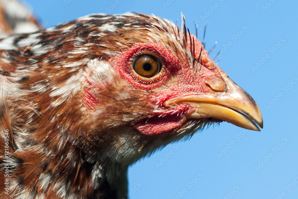 Close up of chicken head.