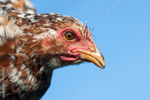 Close up of chicken head.