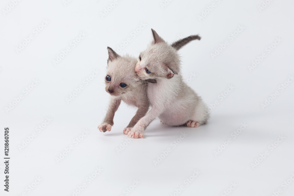 cute kitty cat playing on white background