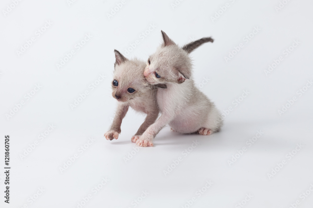 cute kitty cat playing on white background cute kitty cat playing on white background