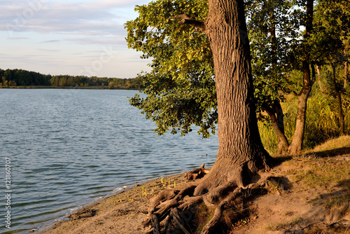 Tree with exposed roots by the river