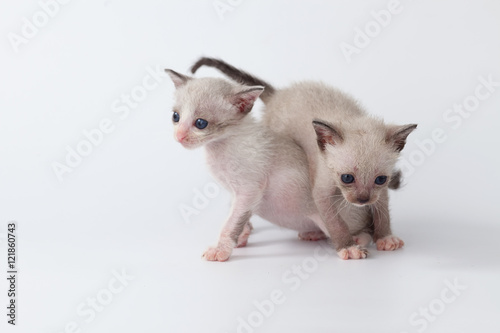 cute kitty cat playing on white background © rukxstockphoto