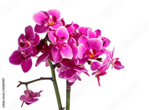 Blooming pink orchid with many flowers on a white background