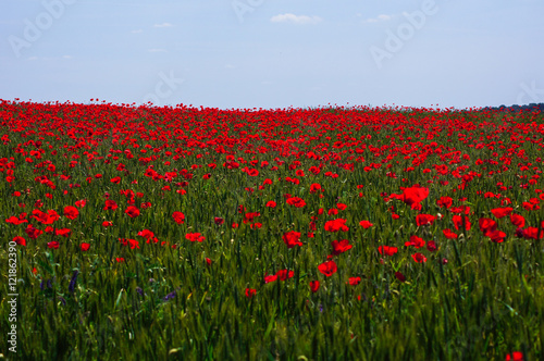 Vivid poppy field © Anna Bogush