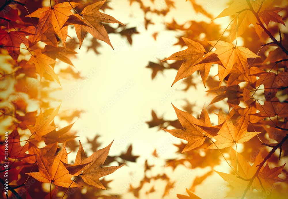 Fototapeta premium Autumn foliage - leaves (beautiful nature in autumn)
