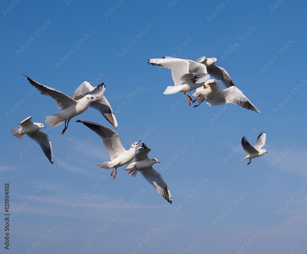 Seegulls fighting for some bread Seegulls fighting for some bread