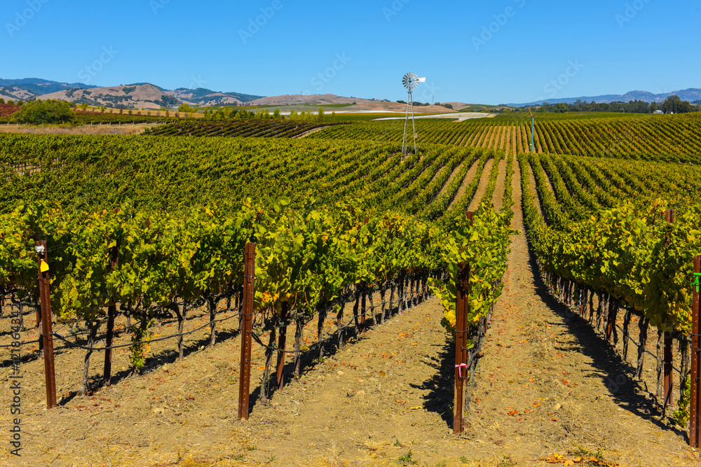 Vineyard in Napa Valley California